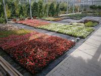 Blick in ein weiteres Gewächshaus