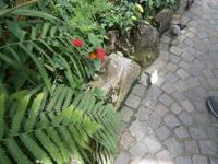 Im Schmetterlingshaus