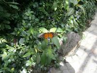 Ein Exemplar in seiner ganzen Pracht