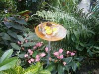 Schmetterlinge bei der Nahrungsaufnahme