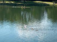 Schwanenfamilie auf der Mosel
