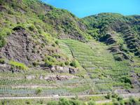 Calmunt 300 m hoch, steilster Weinberg Europas