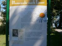 Erläuterung zur Blumenuhr