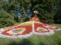 Der Pfau in seiner ganzen Pracht