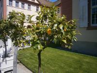 Zitrusfrüchte gedeihen wunderbar