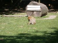 Berberaffe am Affenberg
