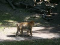 ca. 200 Berberaffen leben hier