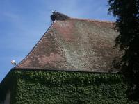 Störche am Affenberg