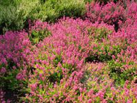 Blühende Glockenheide