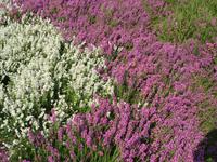 Blühende Glockenheide