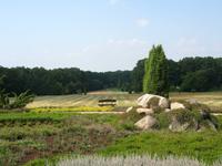 Blick in die Heide, Schneverdingen