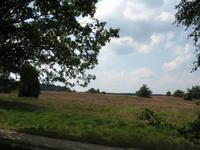 Heidelandschaft, Undeloh