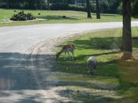 Impressionen aus dem Serengetipark Hodenhagen