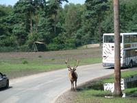 Impressionen aus dem Serengetipark Hodenhagen