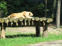 Impressionen aus dem Serengetipark Hodenhagen