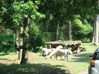 Weiße Tiger, Serengeti- Park