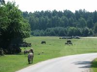 Impressionen aus dem Serengetipark Hodenhagen