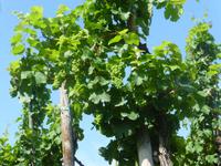 Weinanbau bei Bernkastel Kues