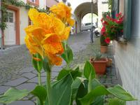 Bernkastel Kues - Graacher Tor