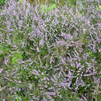 Freilichtmuseum Hösseringen