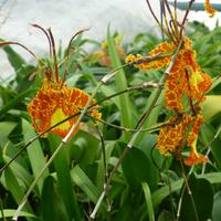 Orchideen Zentrum Wichmann