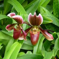 Orchideen Zentrum Wichmann