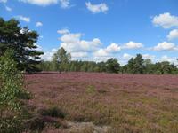 Lüneburger Heide