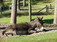 auf dem Schäferhof bei Neuenkirchen
