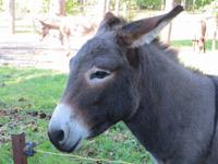 auf dem Schäferhof bei Neuenkirchen