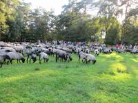 auf dem Schäferhof bei Neuenkirchen