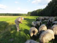 auf dem Schäferhof bei Neuenkirchen
