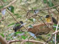 Webervögel im Vogelpark Walsrode