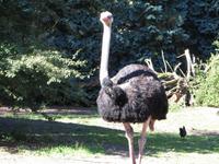Im Vogelpark Walsrode 