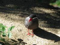 Im Vogelpark Walsrode