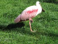 Im Vogelpark Walsrode