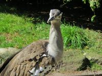 Im Vogelpark Walsrode