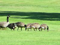Wilde Kanadagänse rasten auf ihren Flug nach Süden