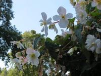 Im Vogelpark Walsrode - Blumenpracht