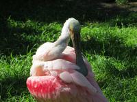 Im Vogelpark Walsrode