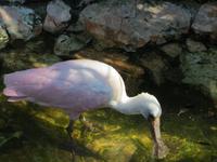 Im Vogelpark Walsrode 