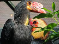 Im Vogelpark Walsrode