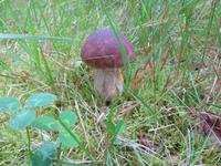 Verlockend! Im Museumsdorf Hösseringen