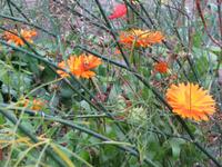 Bauerngarten im Museumsdorf Hösseringen