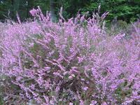 blühende Heide 