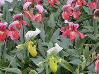 beim Orchideenzüchter - Frauenschuh