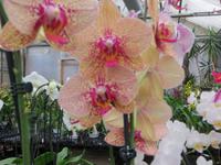 beim Orchideenzüchter 