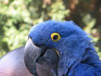 ARA im Vogelpark Walsrode