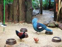 Blauschopf-Krontaube