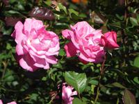 Blumenpracht im Vogelpark