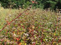 Buchweizen - für Buchweizentorte